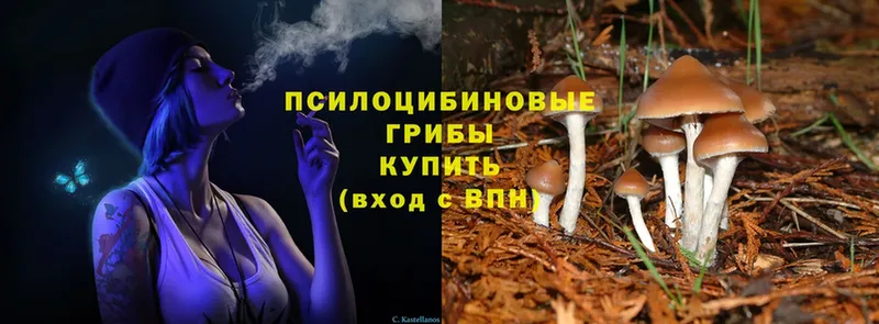 Псилоцибиновые грибы Psilocybine cubensis  Мамадыш 